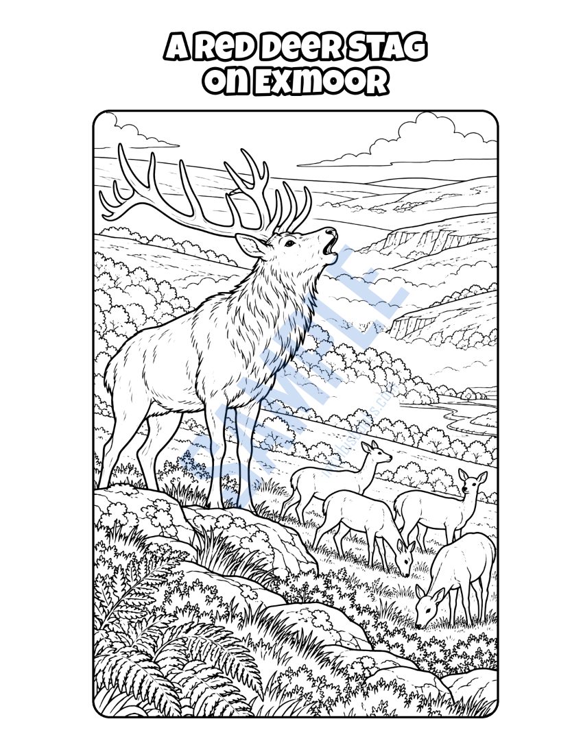 Colouring page from Welcome to Devon: "A Red Deer Stag on Exmoor"