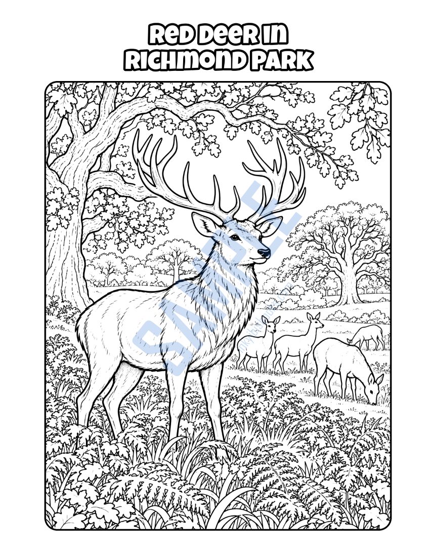 Colouring page from Welcome to London: "Red Deer in Richmond Park"