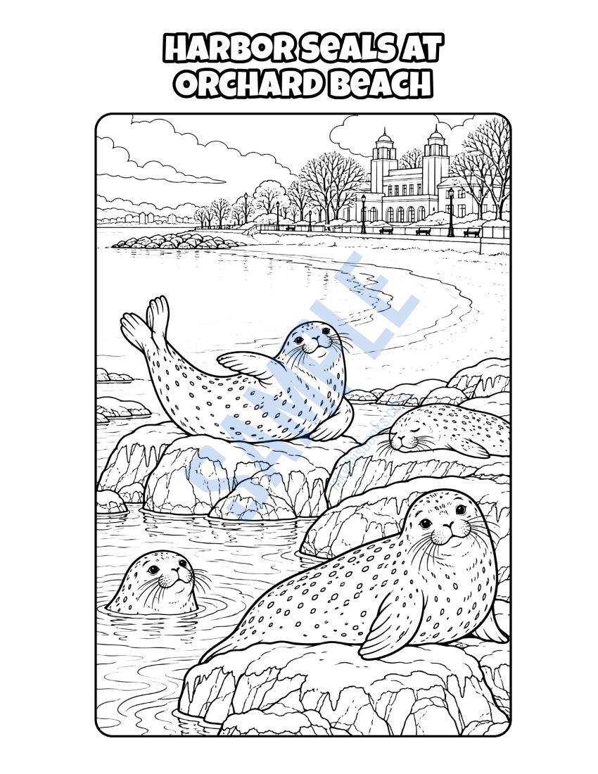 Coloring page from Welcome to New York: "Harbor Seals at Orchard Beach"