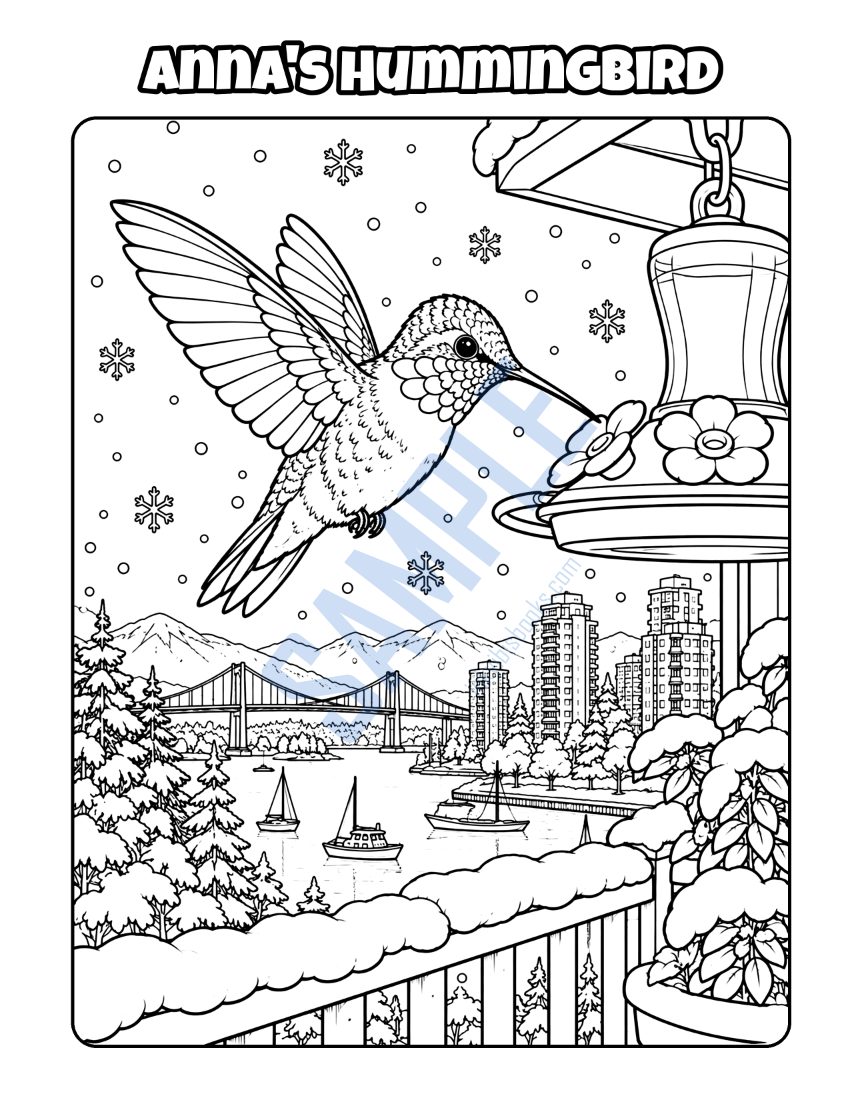 Colouring page from Welcome to Vancouver: "Anna's Hummingbird"
